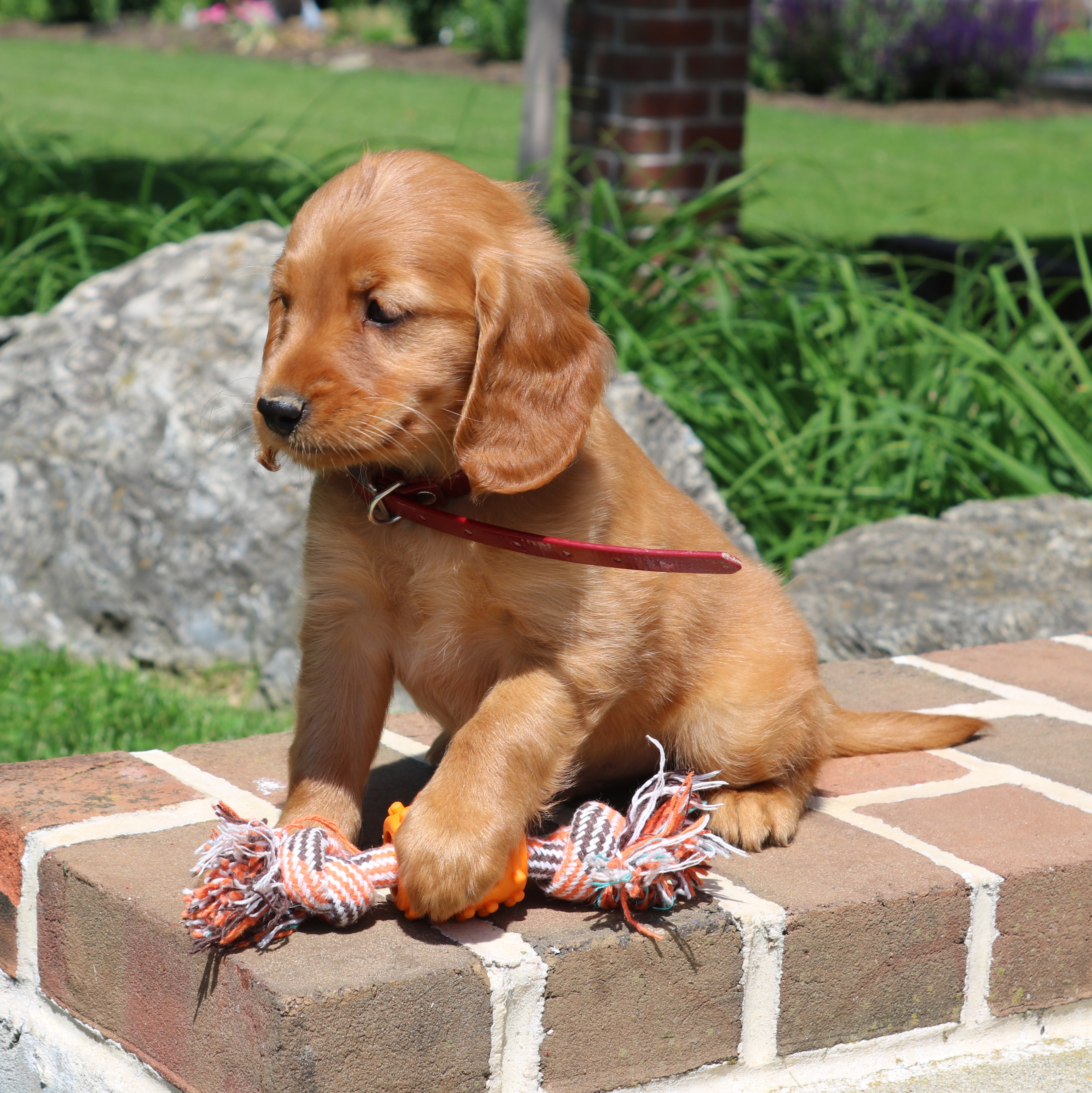 puppy, for, sale, Mini Golden Retriever, Ivan J. Stoltzfus, dog, breeder, Gordonville, PA, dog-breeder, puppy-for-sale, forsale, nearby, find, puppyfind, locator, puppylocator, aca